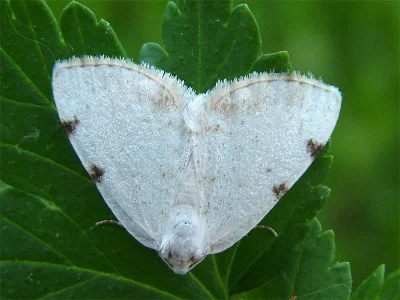 Lomographa bimaculata
