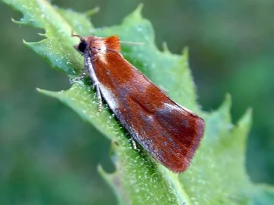 Eulia ministrana