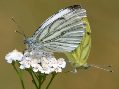 Pieris (Artogeia) napi