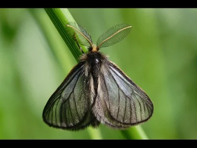 Penthophera morio