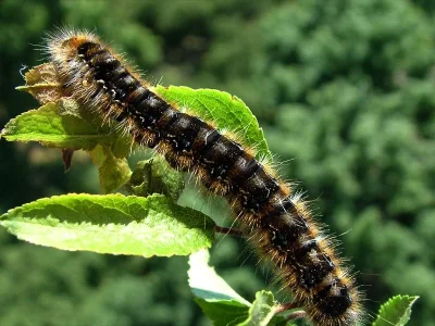 Eriogaster (Eriogaster) catax