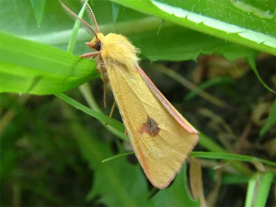Diacrisia sannio