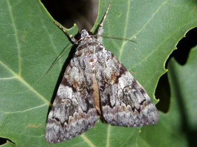 Catocala nymphagoga