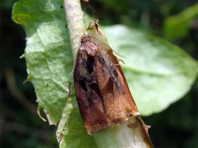 Archips podana