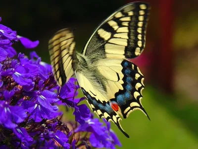 Papilio (Papilio) machaon