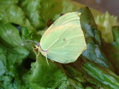 Gonepteryx cleopatra