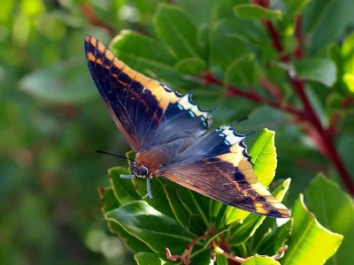 Charaxes (Charaxes) jasius