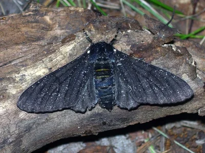 Biston betularia