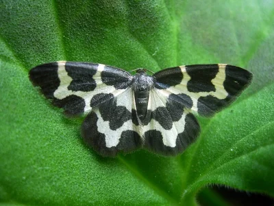 Lomaspilis opis