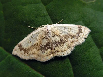 Cyclophora (Cyclophora) annularia