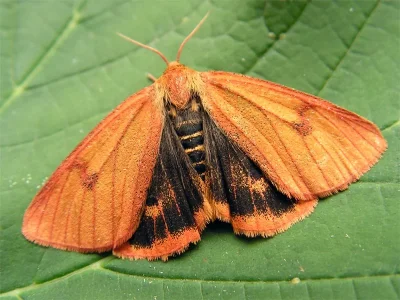 Diacrisia sannio