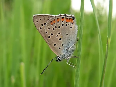 Lycaena (Thersamolycaena) alciphron