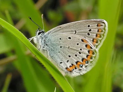 Plebejus (Lycaeides) argyrognomon