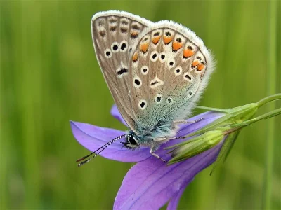 Polyommatus (Polyommatus) icarus