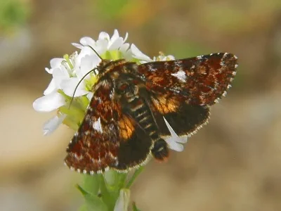 Anarta (Anarta) myrtilli