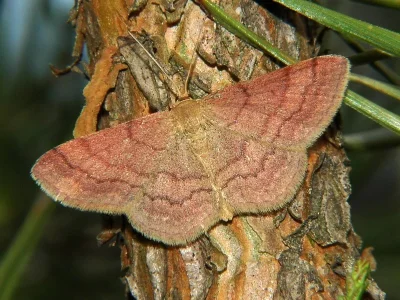 Scopula (Scopula) rubiginata