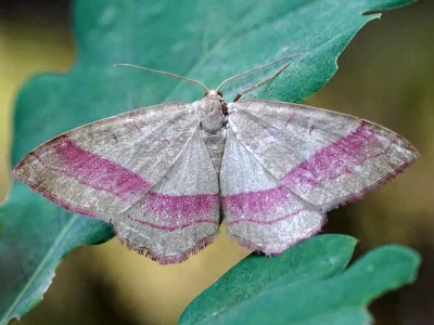 Rhodostrophia vibicaria