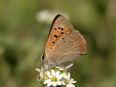 Lycaena (Lycaena) phlaeas