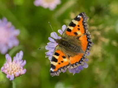 Aglais urticae