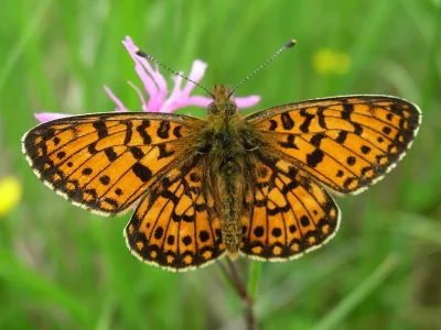 Boloria (Clossiana) selene