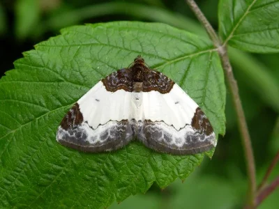 Mesoleuca albicillata