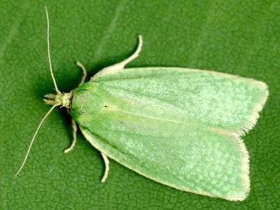 Tortrix viridana