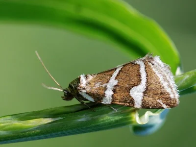 Deltote bankiana