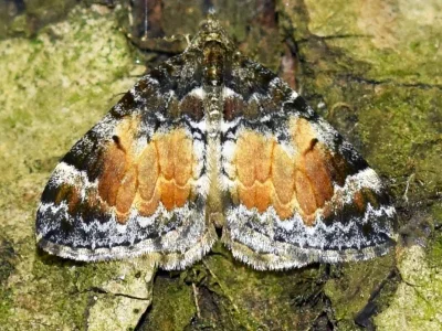 Dysstroma truncata