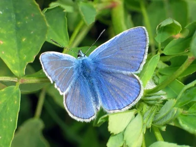 Polyommatus (Polyommatus) icarus