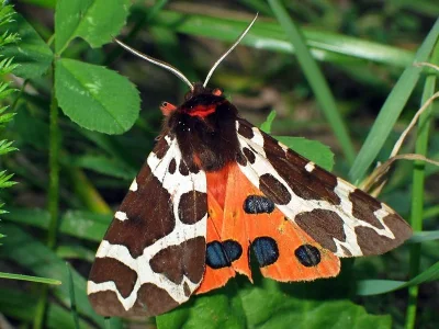 Arctia caja