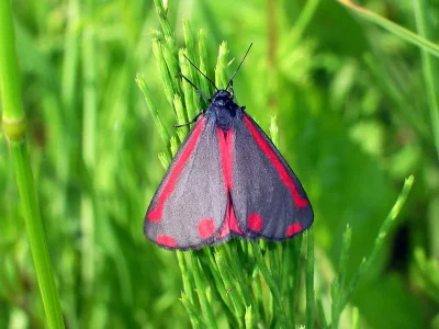 Tyria jacobaeae