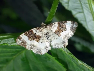 Epirrhoe rivata