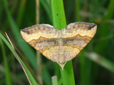 Scotopteryx chenopodiata