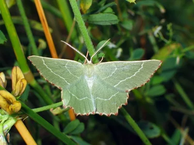 Thalera fimbrialis