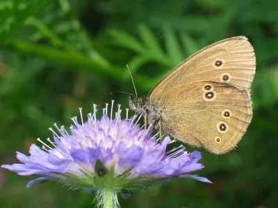 Aphantopus hyperantus