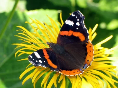 Vanessa atalanta