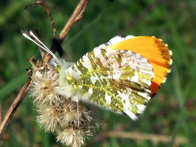 Anthocharis (Anthocharis) cardamines