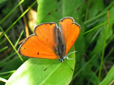 Lycaena (Thersamolycaena) dispar