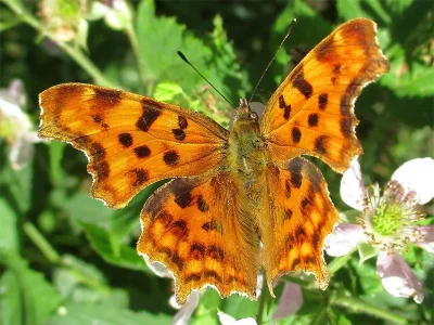 Polygonia c-album