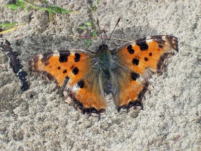 Nymphalis (Nymphalis) polychloros