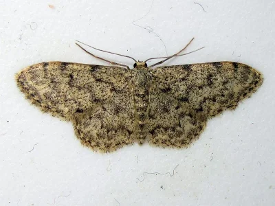 Idaea cervantaria
