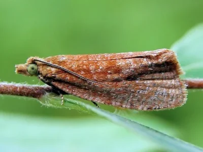 Celypha rufana