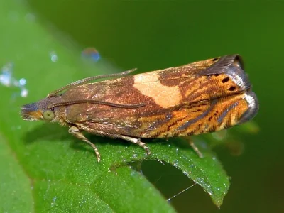 Dichrorampha petiverella