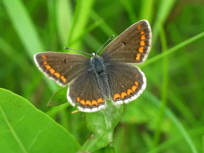 Aricia (Aricia) agestis