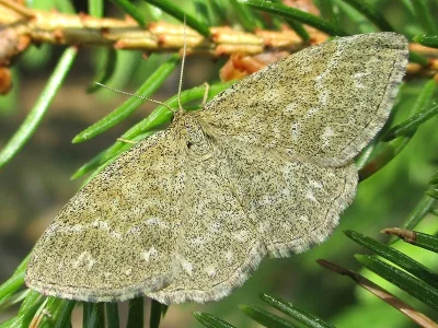 Scopula (Scopula) immorata
