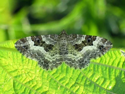 Epirrhoe alternata