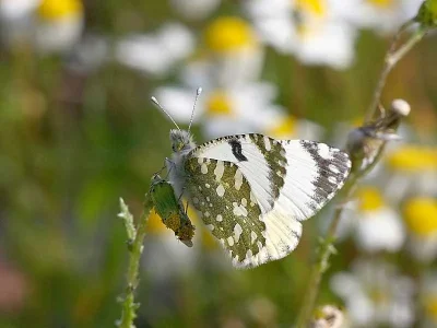 Euchloe (Euchloe) crameri