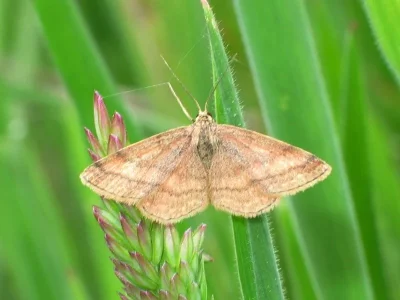 Scopula (Scopula) rubiginata