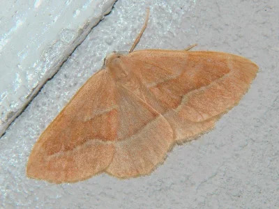 Hylaea fasciaria