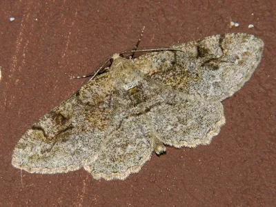 Alcis repandata